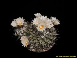 Turbinicarpus roseiflorus f. albiflora 1665